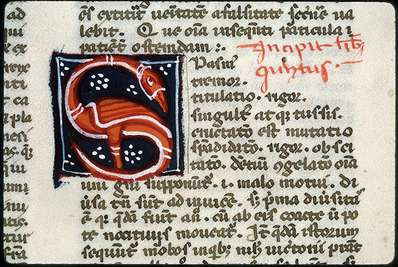Opuscula - Hybride zoomorphe