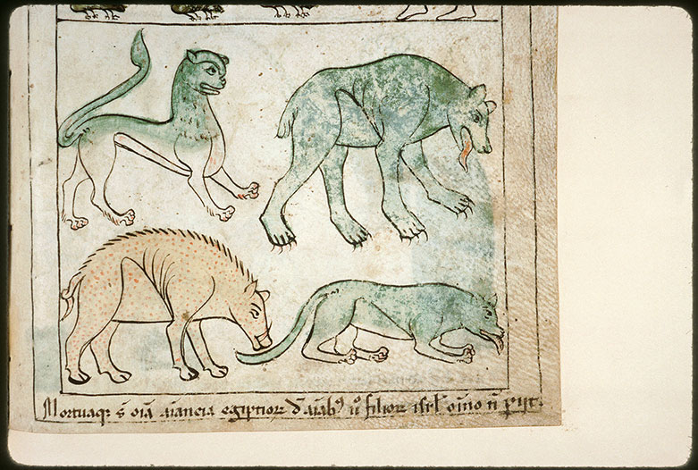 Bible en images - Cinquième plaie d'Egypte : la peste du bétail