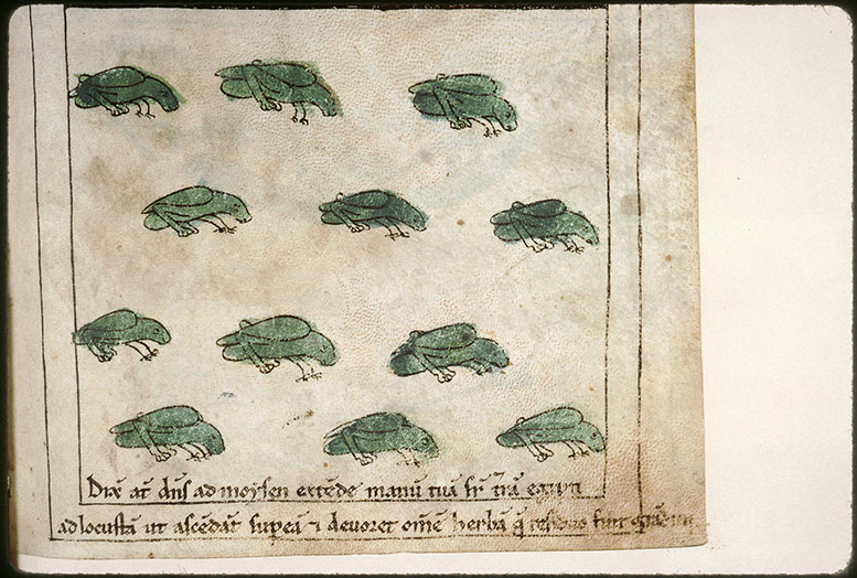 Bible en images - Huitième plaie d'Egypte : les sauterelles