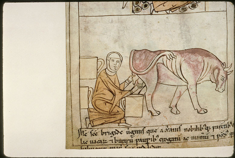 Bible en images - Sainte Brigide et le miracle de la triple traite de sa vache