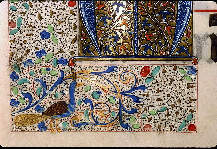 Graduel à l'usage de la cathédrale du Mans - Paon