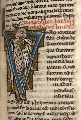 Bible - Rapace