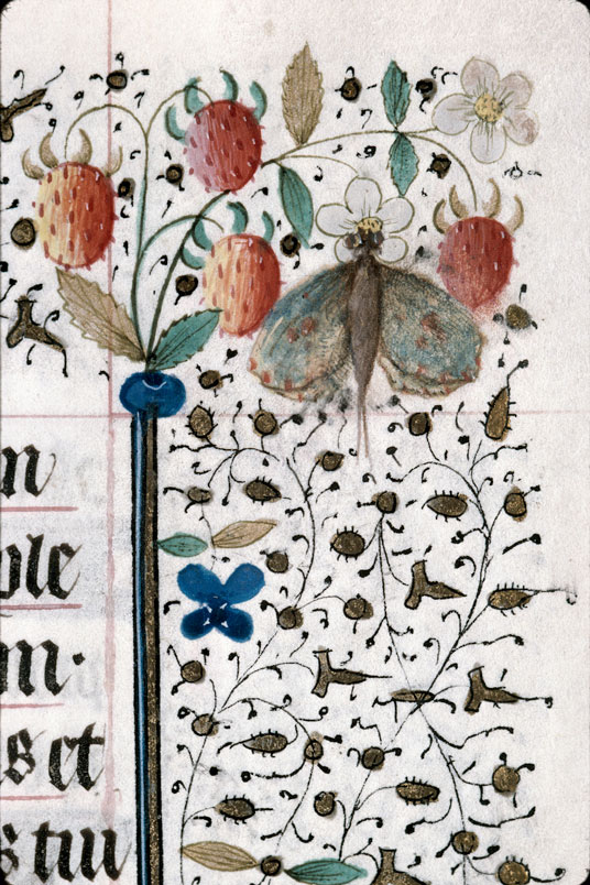 Heures à l'usage de Troyes (?) - Fraises/Papillon