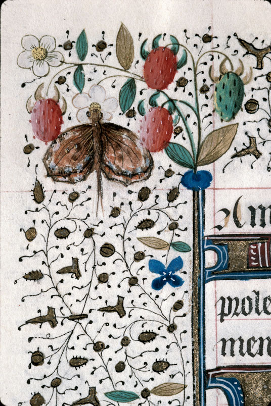 Heures à l'usage de Troyes (?) - Fraises/Papillon