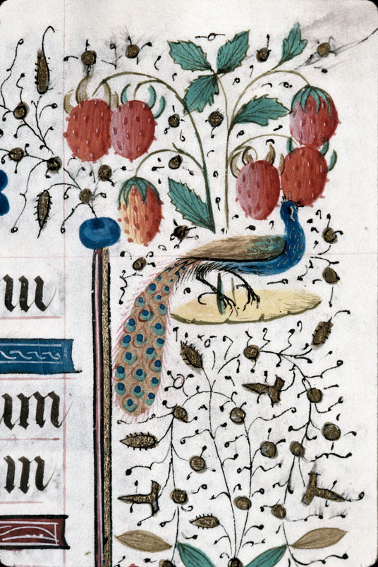 Heures à l'usage de Troyes (?) - Paon picorant des fraises