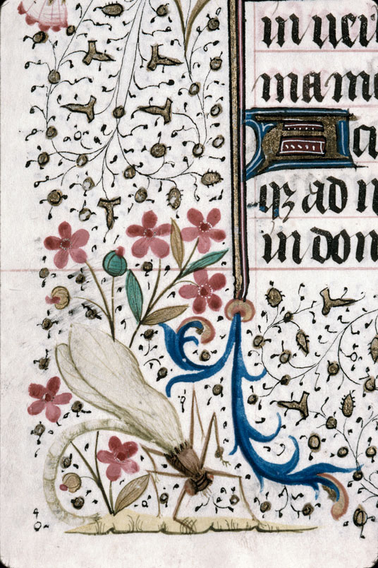 Heures à l'usage de Troyes (?) - Libellule