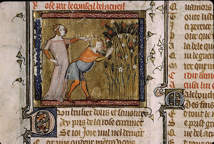 Roman de la Rose - Amant baisant la rose sur le conseil de Bel Accueil (L')