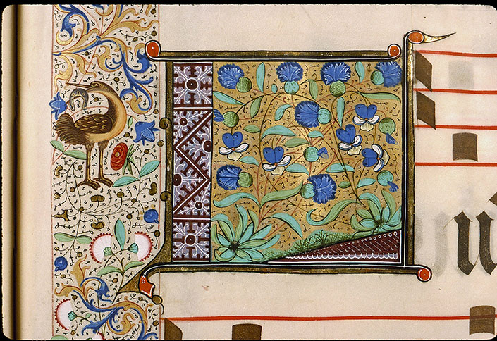 Graduel à l'usage de la cathédrale du Mans - Pensées et bleuets