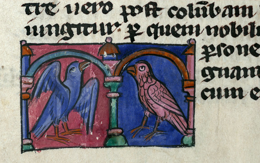 Bestiaire - Colombe et épervier