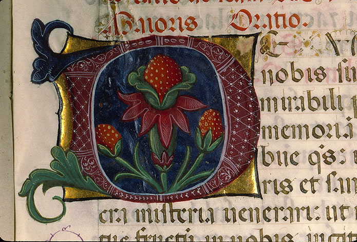 Pontifical romain à l'usage de Lodi (fragment) - Plante (à préciser)