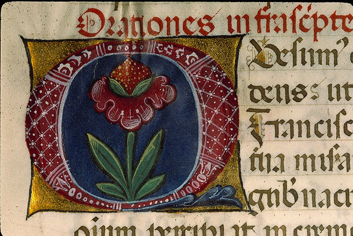 Pontifical romain à l'usage de Lodi (fragment) - Plante (à préciser)