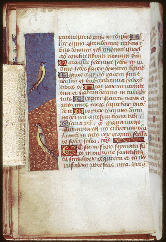 Heures - Oiseaux
