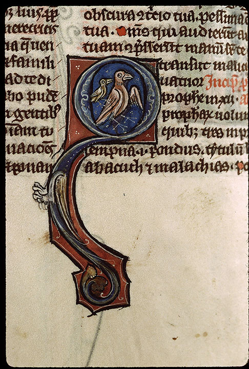 Bible - Oiseaux