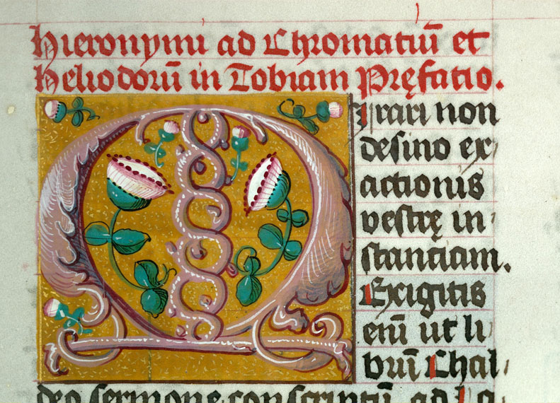 Bible - Pâquerettes