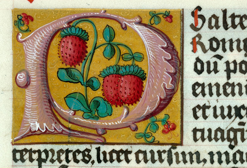 Bible - Fraises