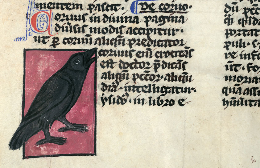 Bestiaire - Corbeau