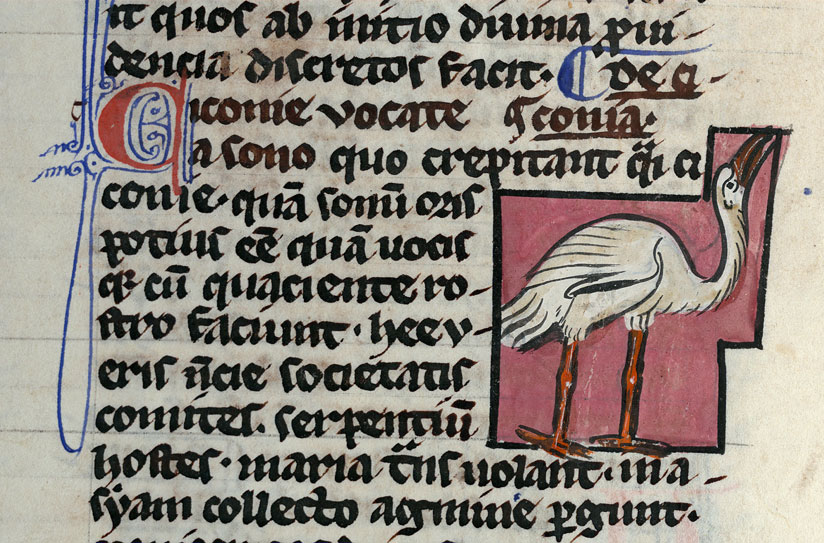 Bestiaire - Cigogne