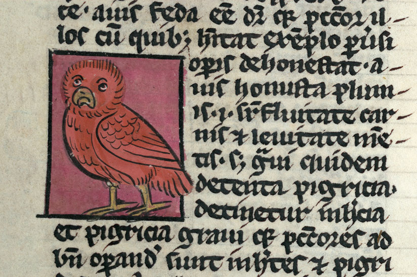Bestiaire - Hibou