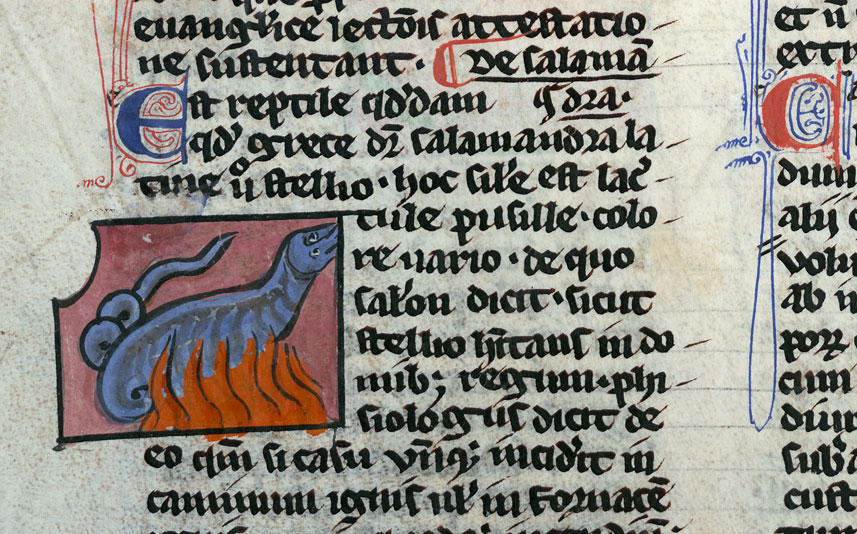 Bestiaire - Salamandre dans le feu