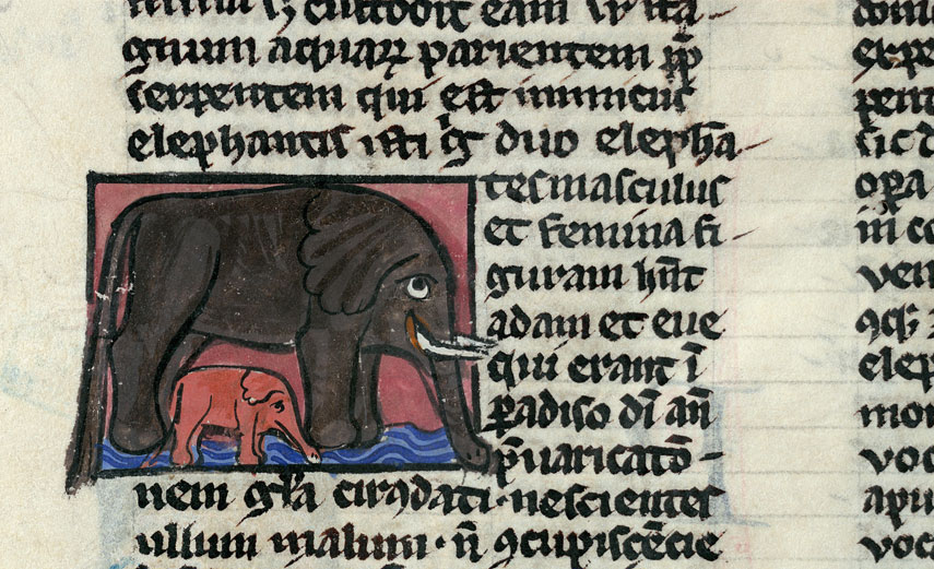 Bestiaire - Eléphante venant de mettre bas dans l'eau