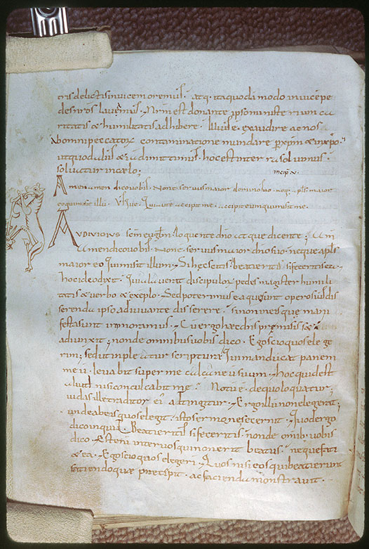 Tractatus in Evangelium Johannis - Fauve crachant des végétaux