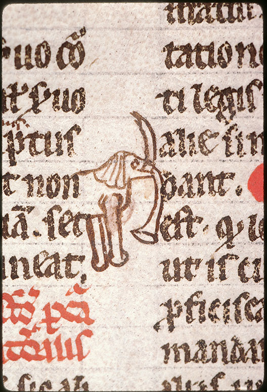 Digestum vetus - Eléphant