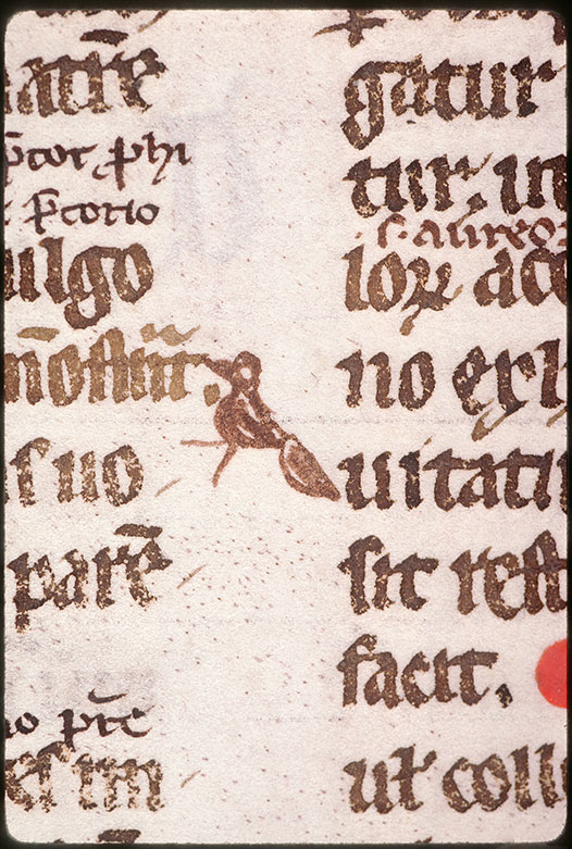 Digestum vetus - Oiseau