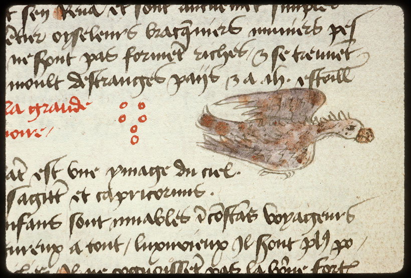 Introduction à l'astrologie - Constellation : l'Aigle