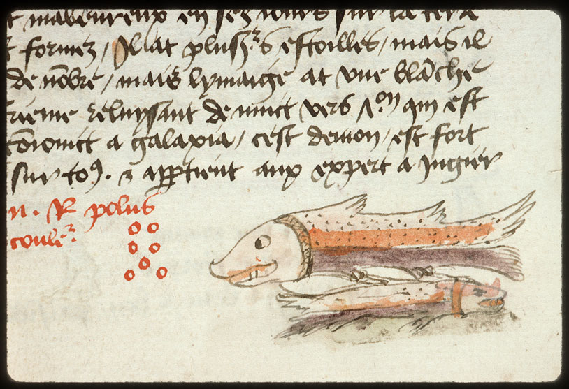 Introduction à l'astrologie - Constellation : le Poisson austral