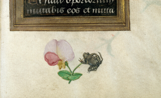 Heures - Fleurs/Grenouille/Mouche_1