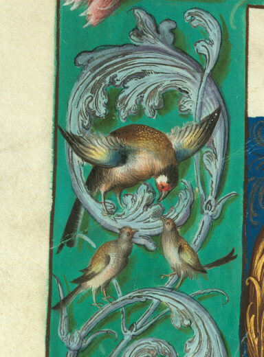 Graduel à l'usage de l'abbaye Sainte-Rictrude de Marchiennes - Oiseaux