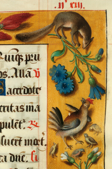 Graduel à l'usage de l'abbaye Sainte-Rictrude de Marchiennes - Combat de coqs;Paons;Poule protégeant ses poussins du renard