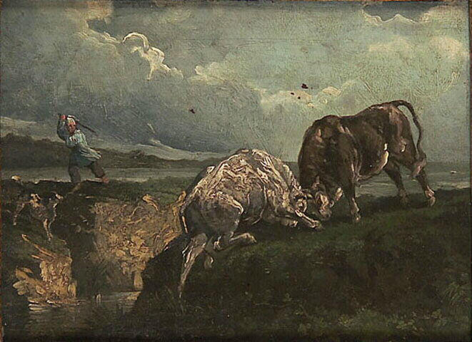 Combat de taureaux_0