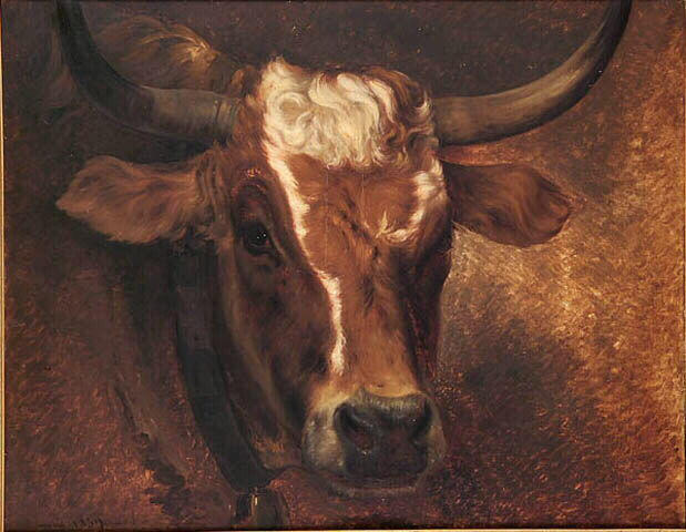 Tête de vache_0