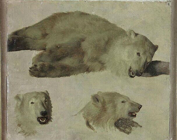 Trois études d'ours_0
