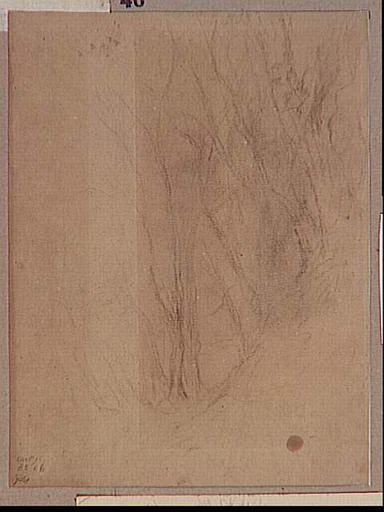 ROME, ARBRES DE LA VILLA MEDICIS_0