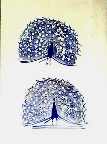 Deux paons faisant la roue (projet) [titre attribué]_0