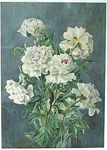 Pivoines blanches [titre attribué]_0