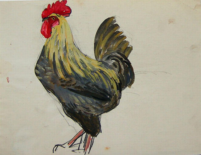 Un coq à tête jaune (étude) [titre attribué]_0