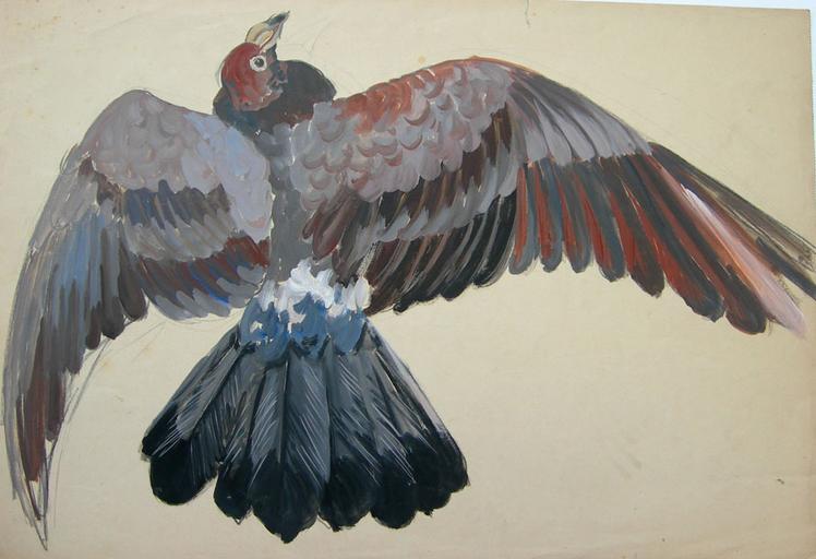 Pigeon détail des ailes (étude) [titre attribué]_0