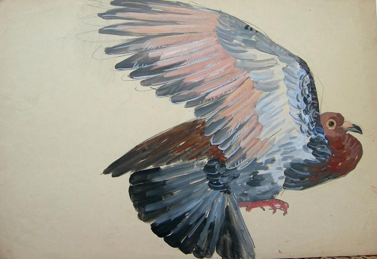 Pigeon ouvrant son aile (étude) [titre attribué]_0