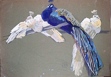 Trois paons blancs et un bleu (étude) [titre attribué]_0