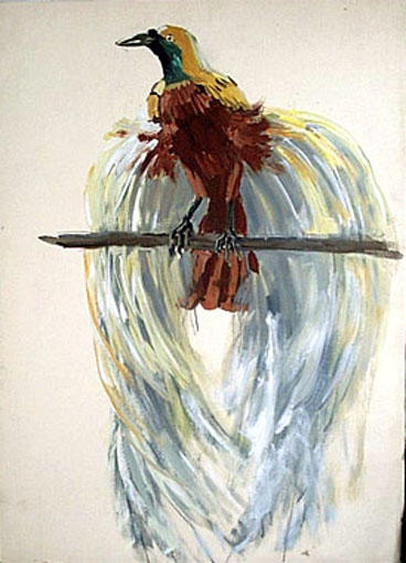 Le paradisier : nuage de plumes (étude) [titre attribué]_0