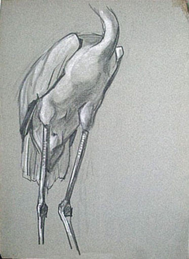 Pattes d'échassier (étude) [titre attribué]_0