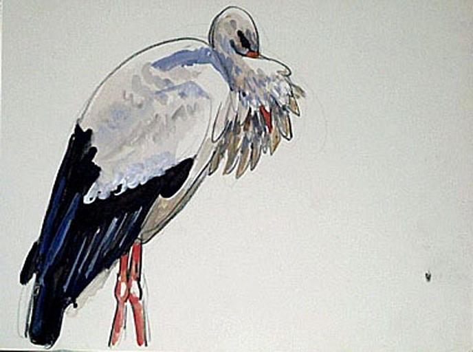 Cigogne : le bec dans le jabot (étude) [titre attribué]_0