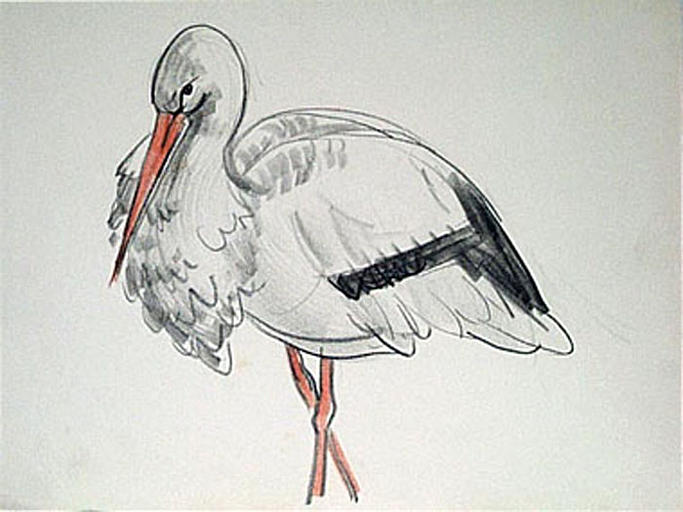 Une cigogne (étude) [titre attribué]_0