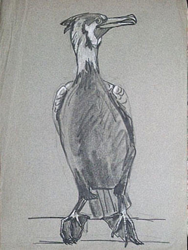 Cormoran vu de face (étude) [titre attribué]_0
