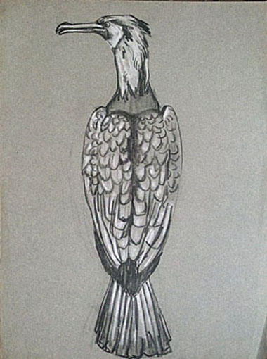 Cormoran vu de dos (étude) [titre attribué]_0