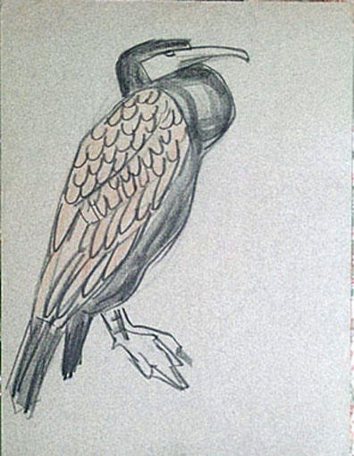 Cormoran de profil (étude) [titre attribué]_0