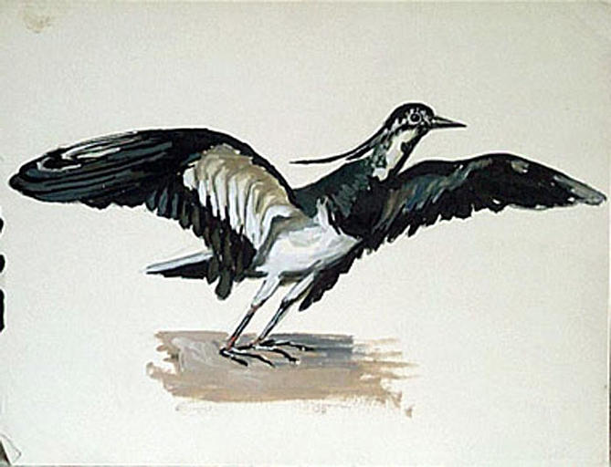 Un vanneau (étude) [titre attribué]_0
